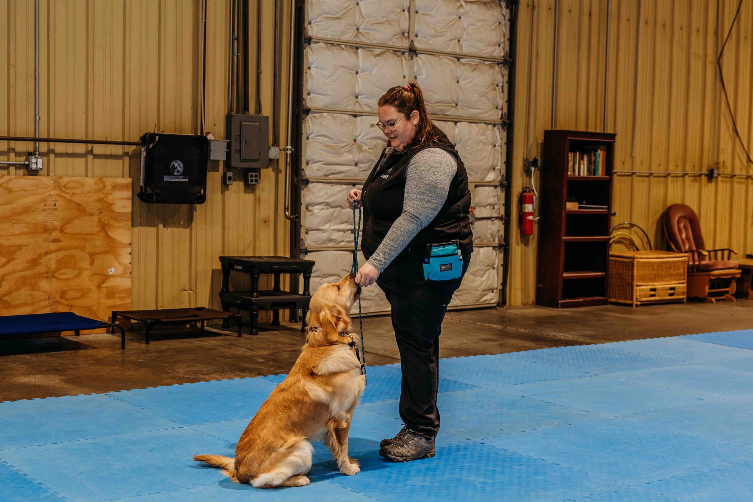 Yellow Labrador sitting attentively during basic obedience training