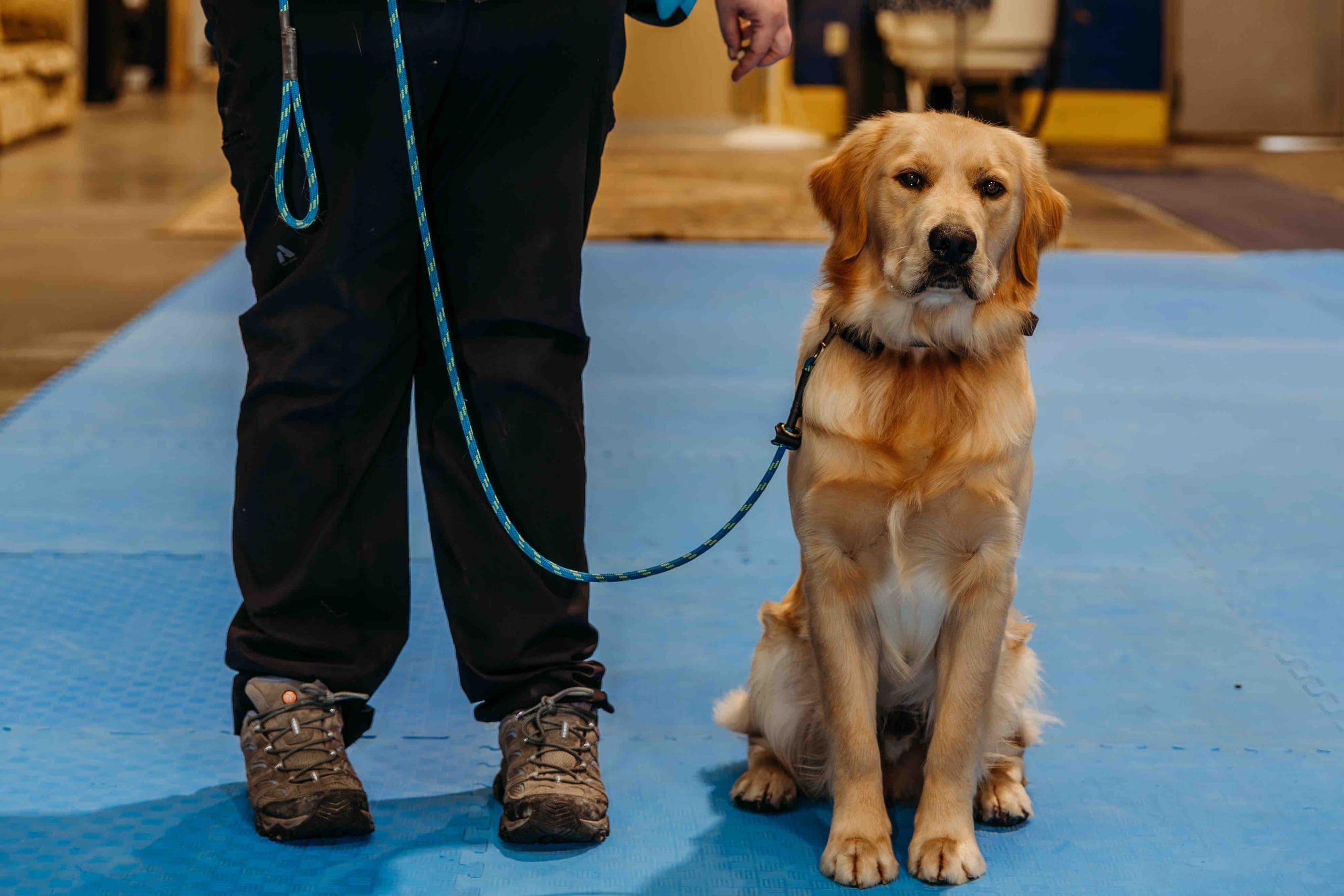Focused Labrador sitting attentively at heel during service dog training