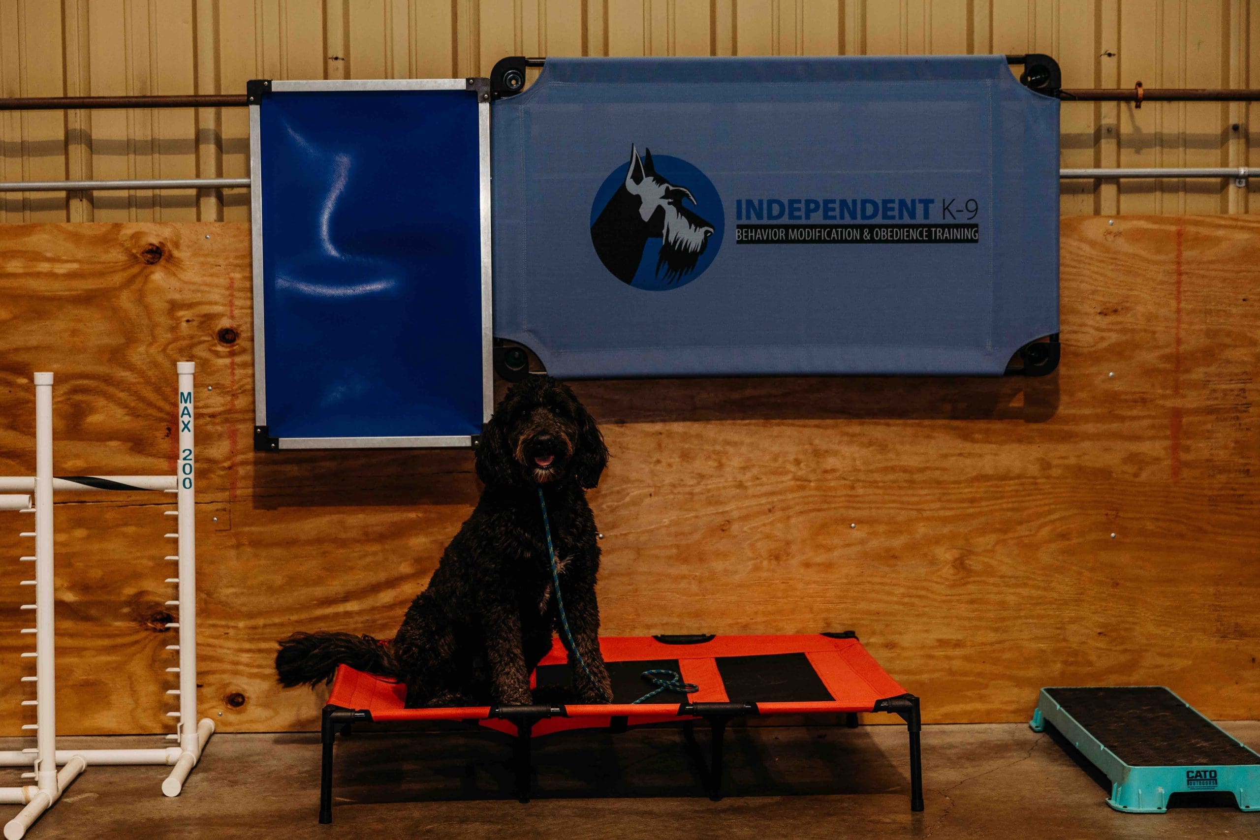 Dog calmly holding a place command on a training cot during a board and train program
