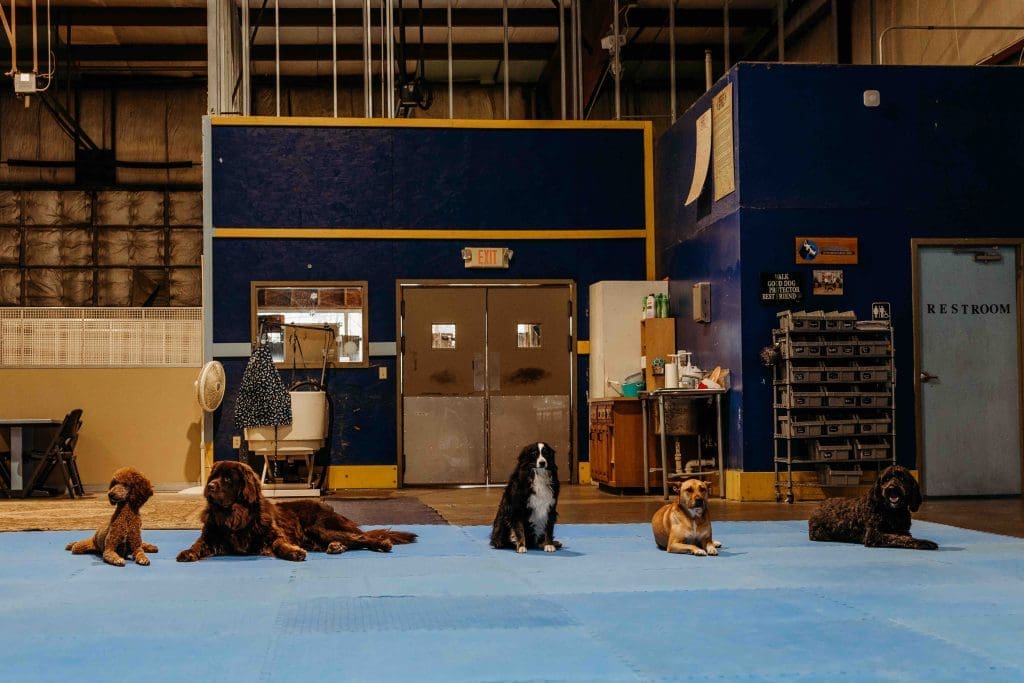 Young gymnasts train on blue mats in a well-equipped gymnasium with wooden training equipment and structured facilities.