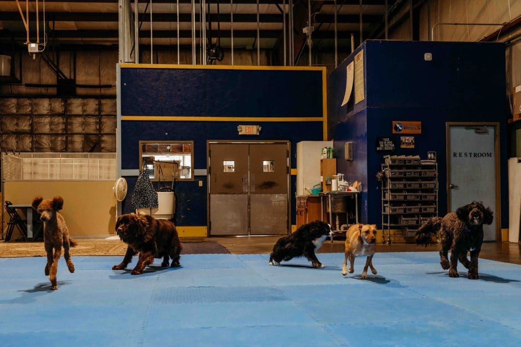 Young wrestlers training on a bright blue mat in an industrial gymnasium with wooden equipment and metal framework visible overhead.