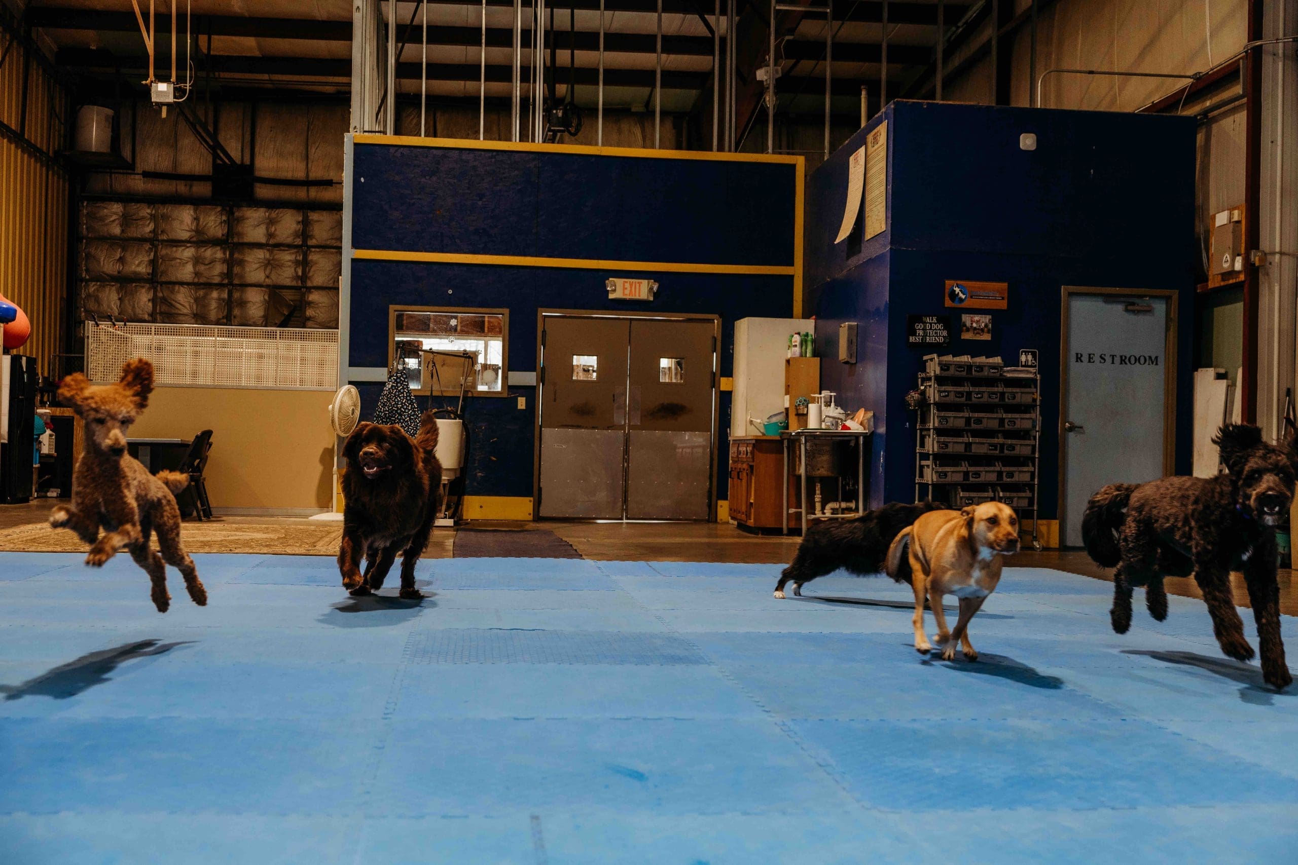 Happy dogs running and playing together during supervised daycare