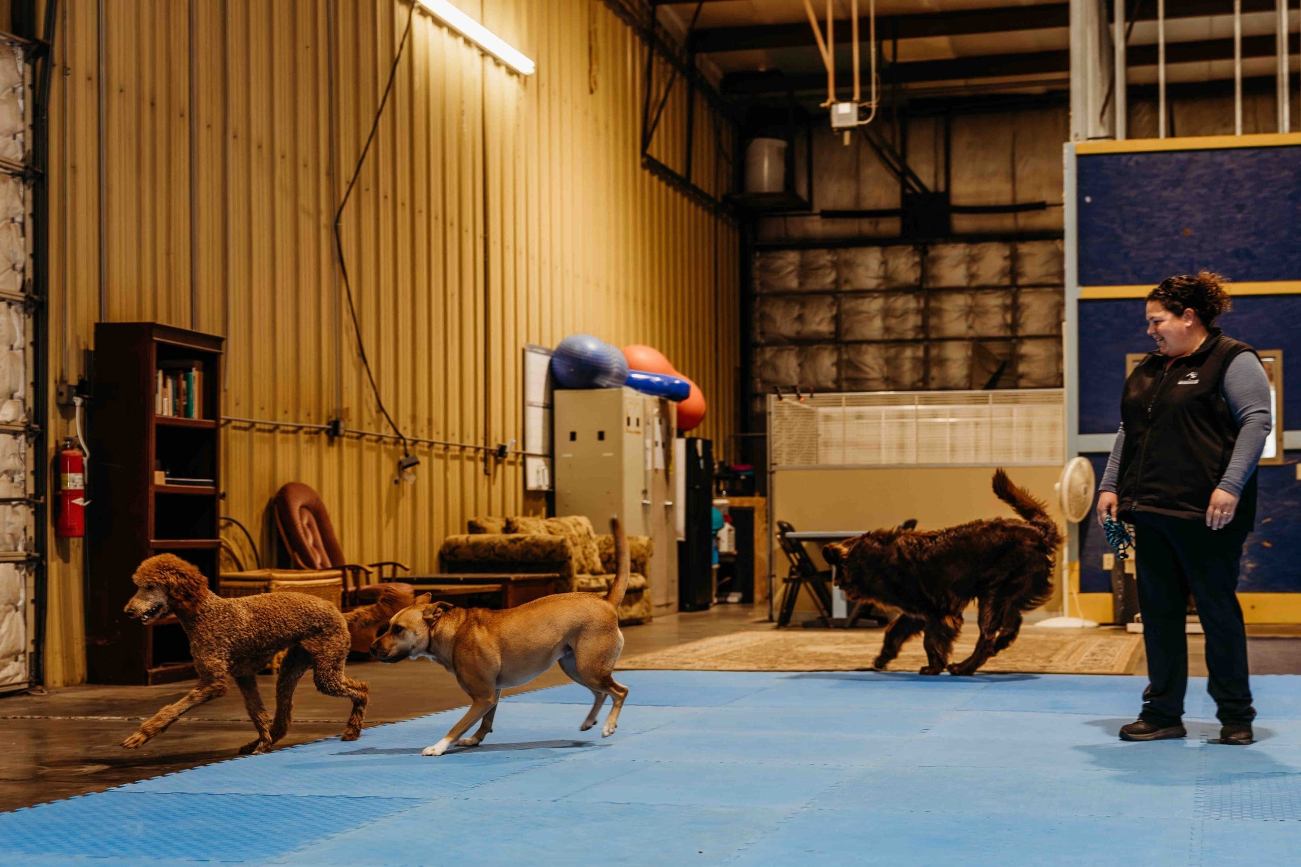 Dogs enjoying supervised play during daycare