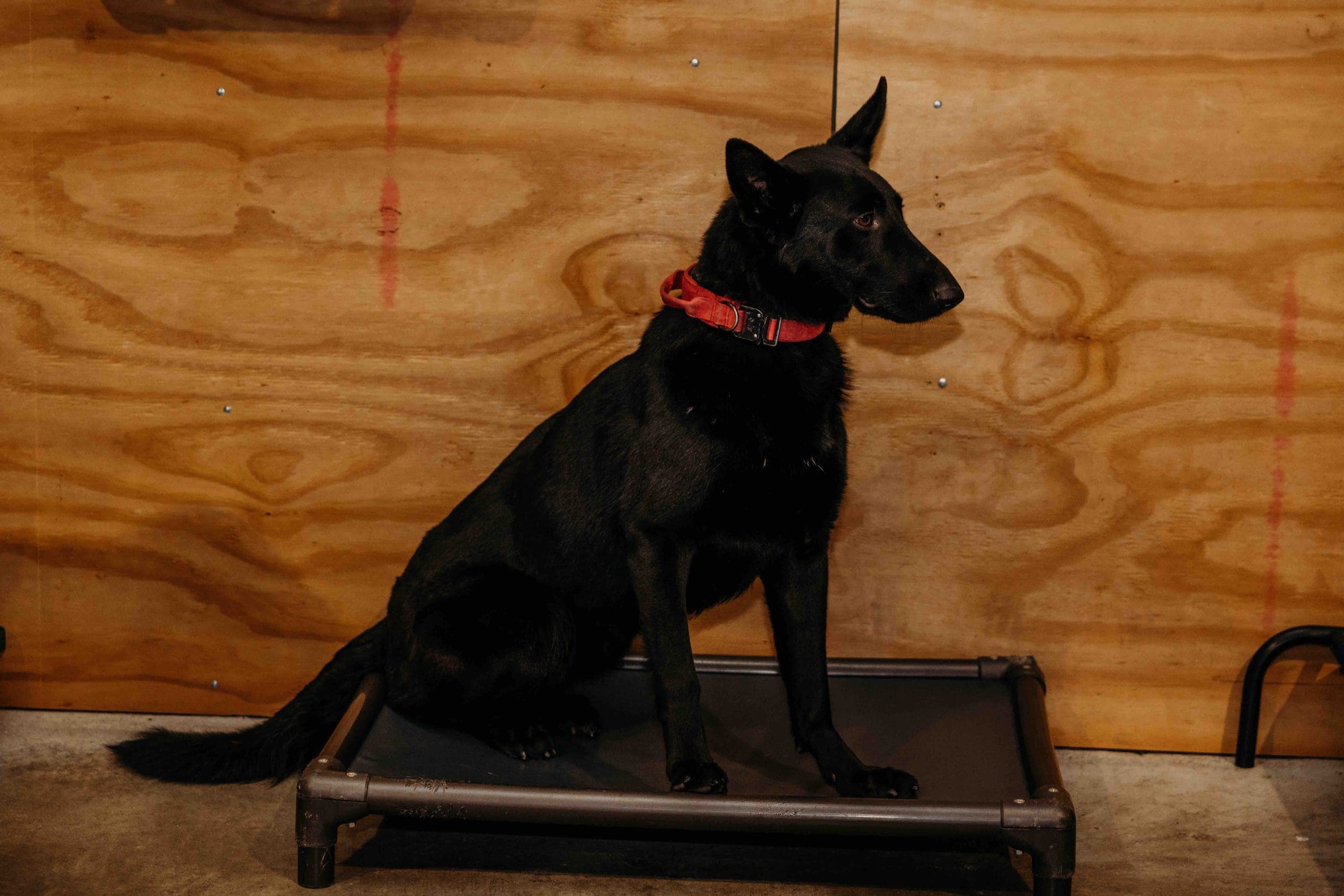 German Shepherd holding a calm place command on a training cot during a board and train program