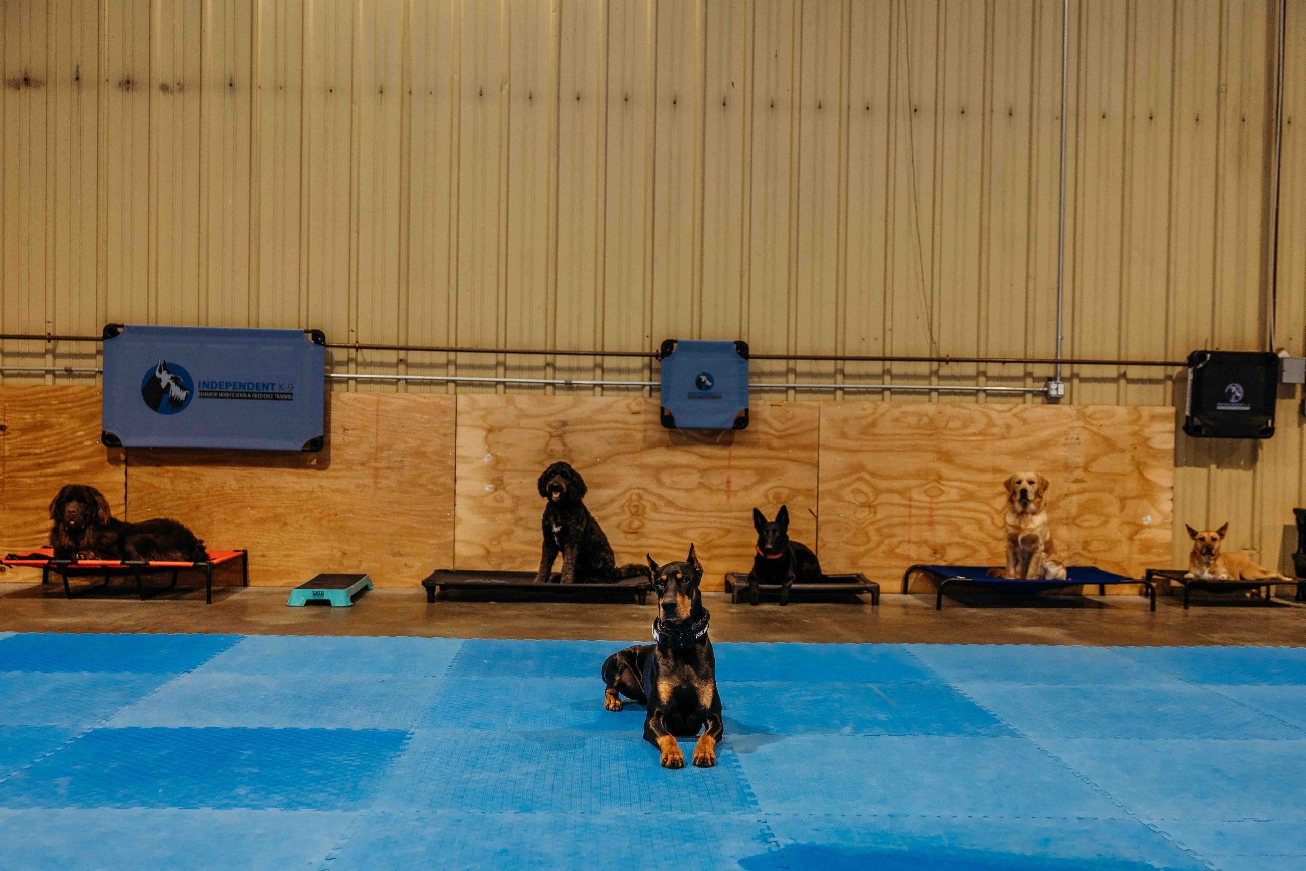 Group of dogs holding place commands side by side during a group obedience class