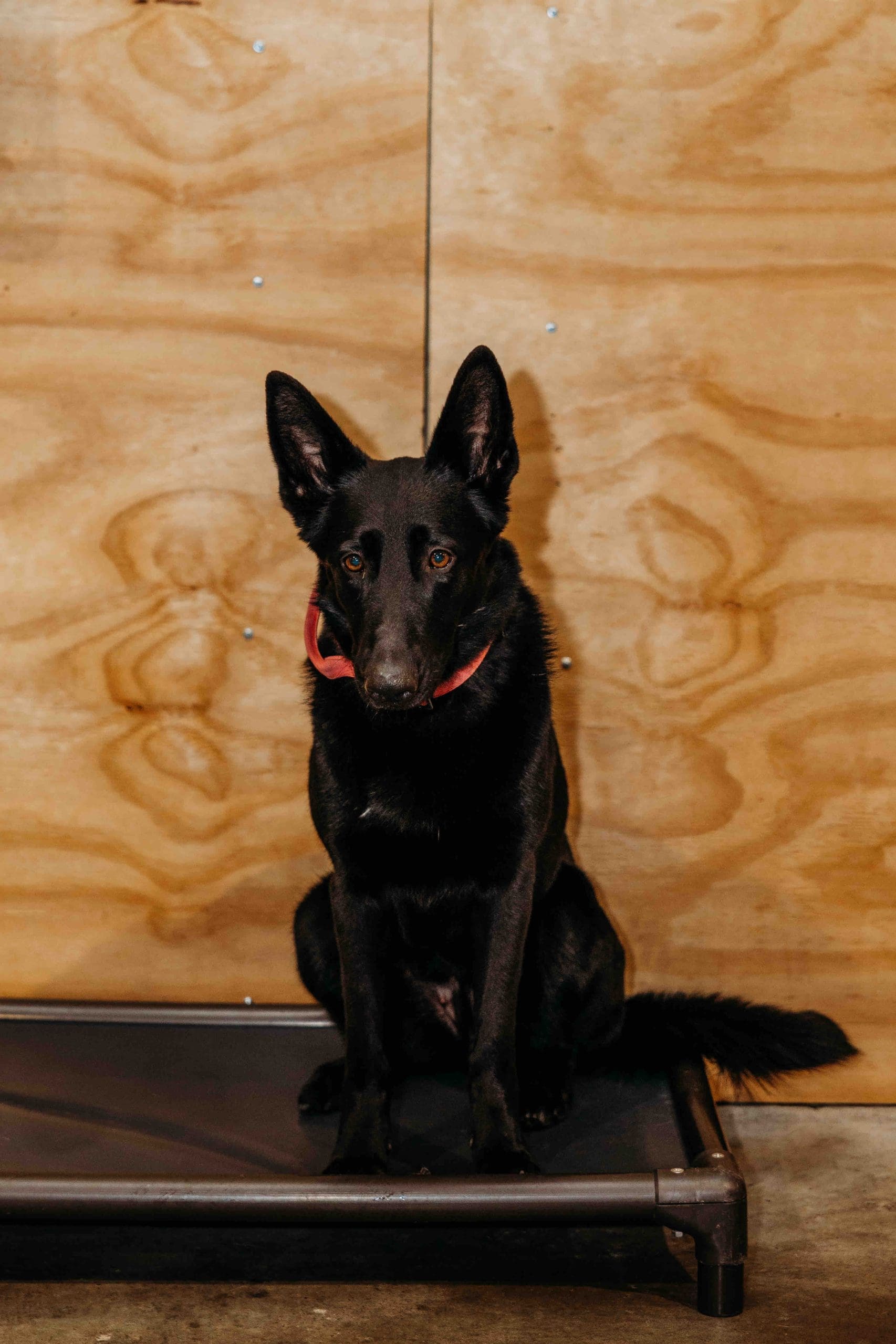 German Shepherd focused on a trainer during behavior modification training