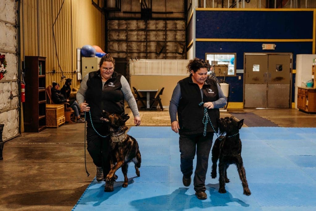Dog handlers work with doberman pinschers on a blue mat in an indoor training facility during a professional dog handling workshop.